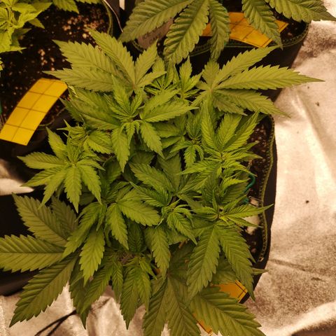 Söderberry Pilsener growlog timeline photo