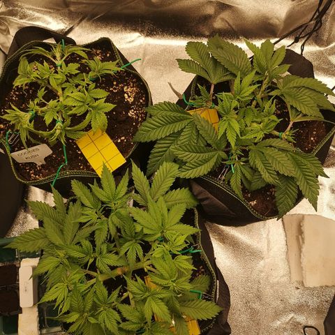 Söderberry Pilsener growlog timeline photo