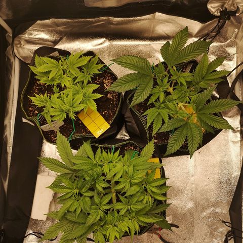 Söderberry Pilsener growlog timeline photo