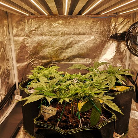 Söderberry Pilsener growlog timeline photo