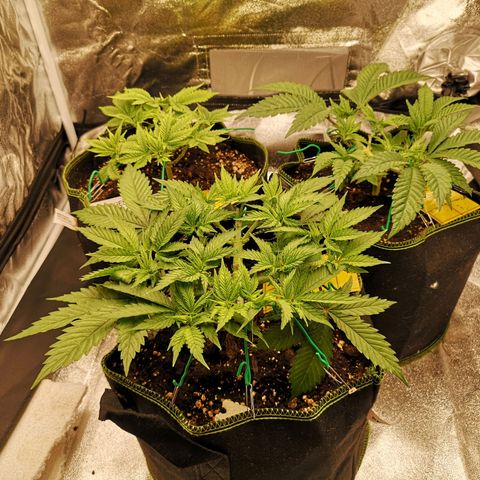 Söderberry Pilsener growlog timeline photo