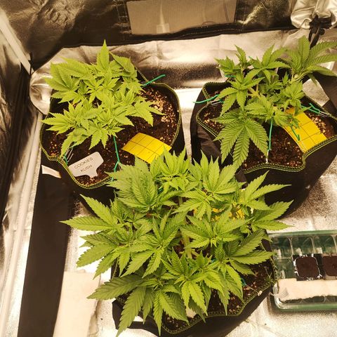 Söderberry Pilsener growlog timeline photo