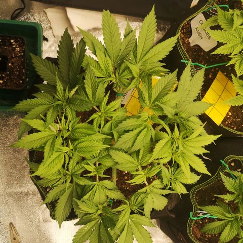 Söderberry Pilsener growlog timeline photo
