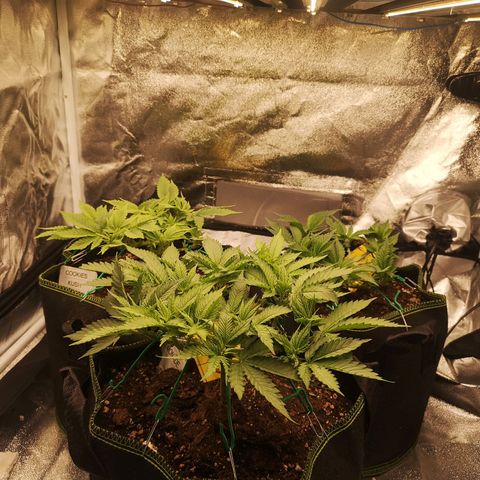 Söderberry Pilsener growlog timeline photo
