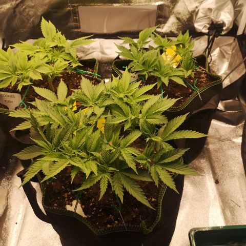 Söderberry Pilsener growlog timeline photo