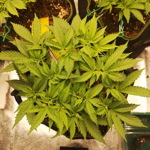 Söderberry Pilsener growlog timeline photo