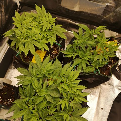 Söderberry Pilsener growlog timeline photo