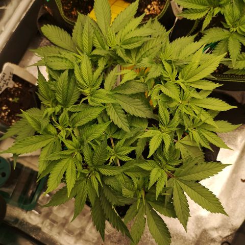 Söderberry Pilsener growlog timeline photo