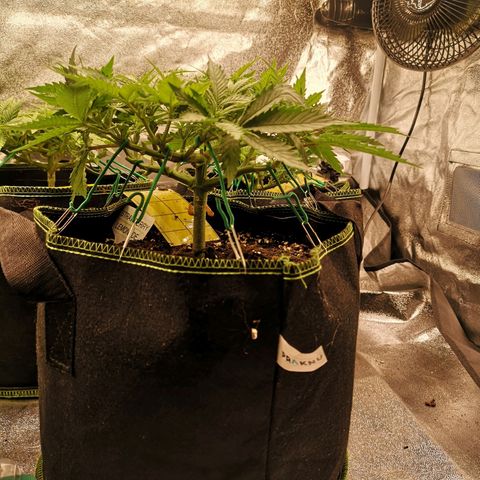 Söderberry Pilsener growlog timeline photo
