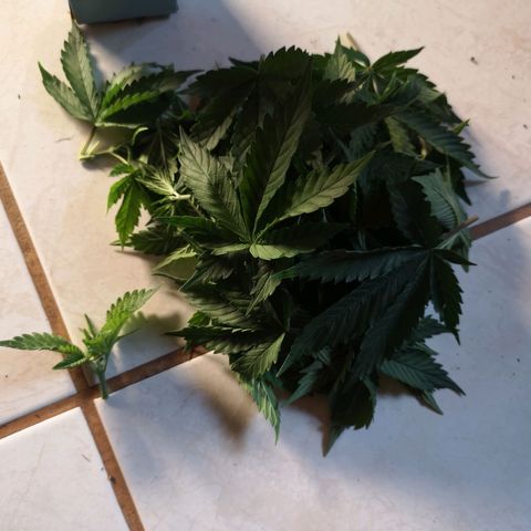 Söderberry Pilsener growlog timeline photo