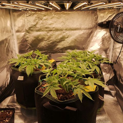 Söderberry Pilsener growlog timeline photo