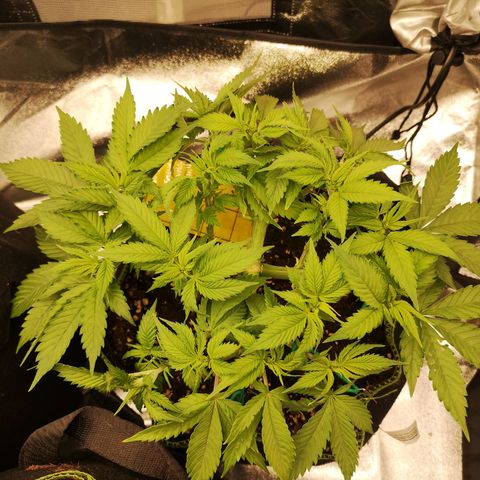 Söderberry Pilsener growlog timeline photo