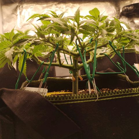 Söderberry Pilsener growlog timeline photo