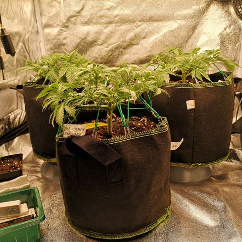 Söderberry Pilsener growlog timeline photo