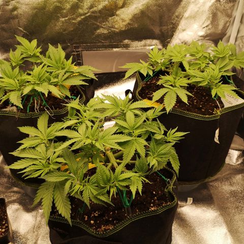 Söderberry Pilsener growlog timeline photo