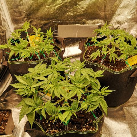 Söderberry Pilsener growlog timeline photo