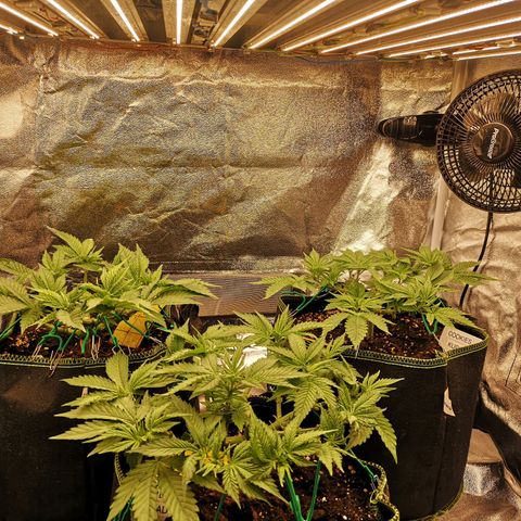 Söderberry Pilsener growlog timeline photo