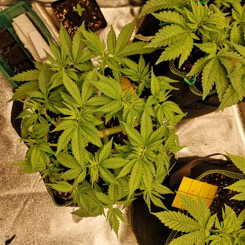Söderberry Pilsener growlog timeline photo