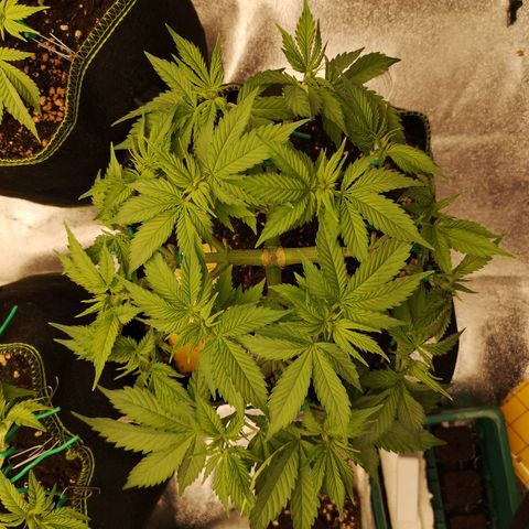 Söderberry Pilsener growlog timeline photo