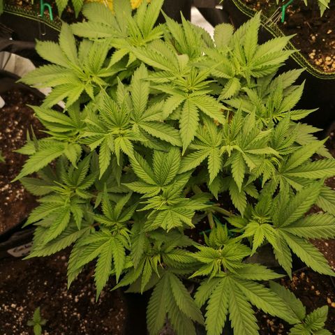 Söderberry Pilsener growlog timeline photo