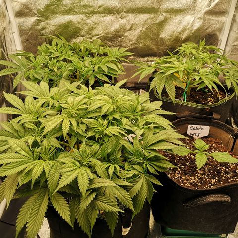 Söderberry Pilsener growlog timeline photo