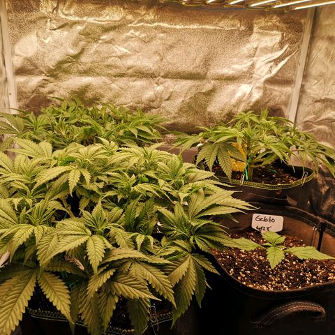 Söderberry Pilsener growlog timeline photo