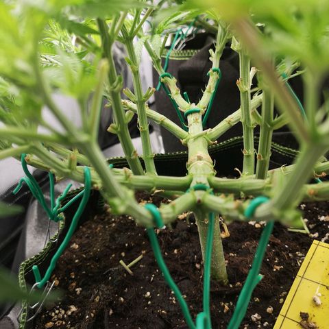 Söderberry Pilsener growlog timeline photo