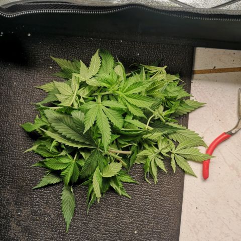 Söderberry Pilsener growlog timeline photo
