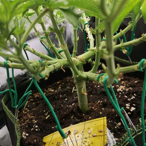Söderberry Pilsener growlog timeline photo