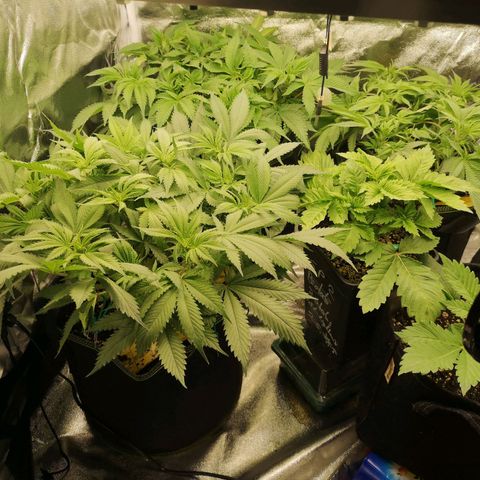 Söderberry Pilsener growlog timeline photo