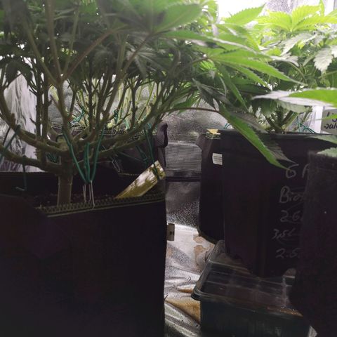 Söderberry Pilsener growlog timeline photo