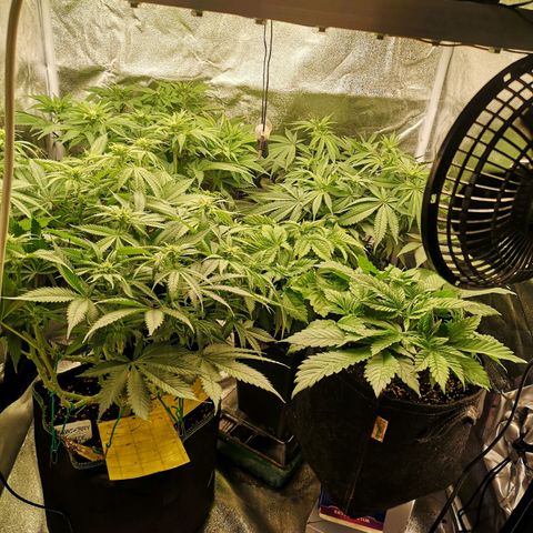 Söderberry Pilsener growlog timeline photo
