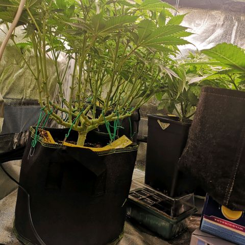 Söderberry Pilsener growlog timeline photo