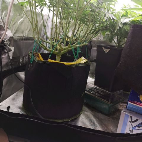 Söderberry Pilsener growlog timeline photo