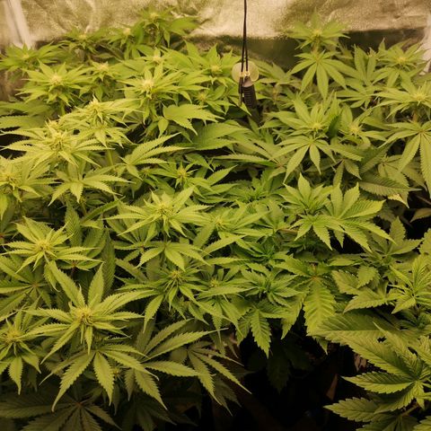 Söderberry Pilsener growlog timeline photo