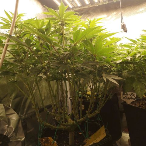Söderberry Pilsener growlog timeline photo