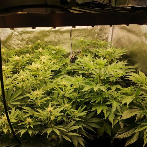 Söderberry Pilsener growlog timeline photo