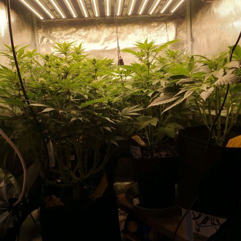 Söderberry Pilsener growlog timeline photo