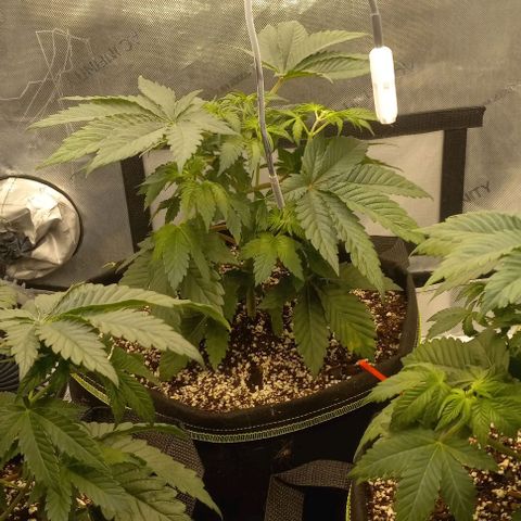 End Game #1 growlog timeline photo