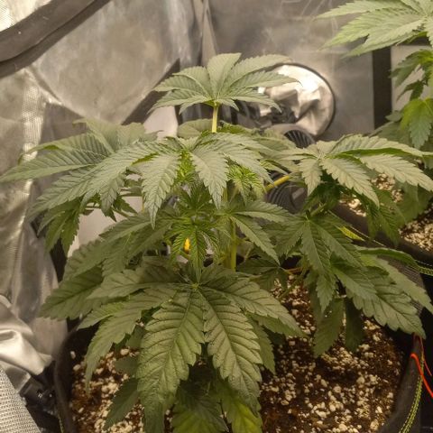 End Game #2 growlog timeline photo