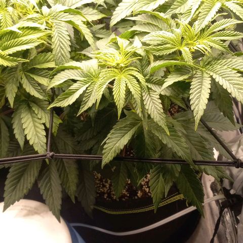End Game #1 growlog timeline photo