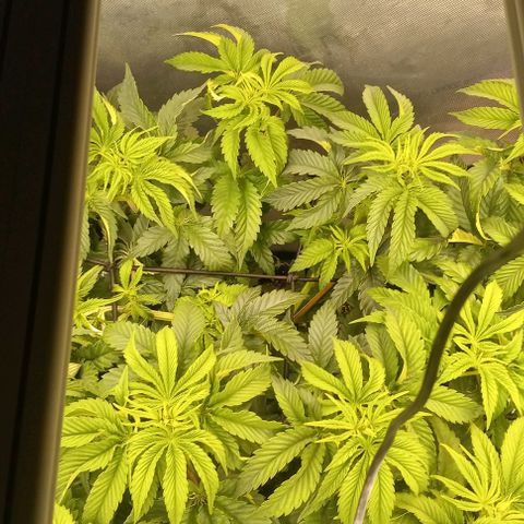End Game #2 growlog timeline photo
