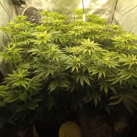 End Game #3 growlog timeline photo