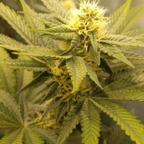 End Game #1 growlog timeline photo