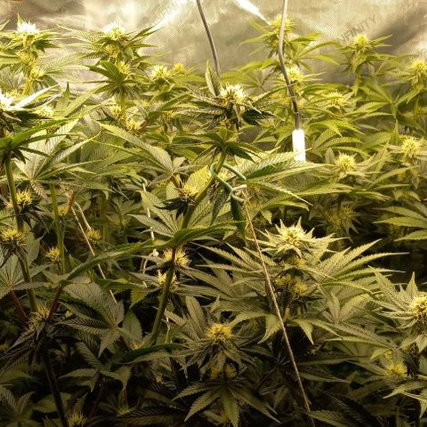 End Game #2 growlog timeline photo