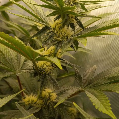End Game #3 growlog timeline photo