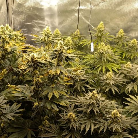 End Game #3 growlog timeline photo