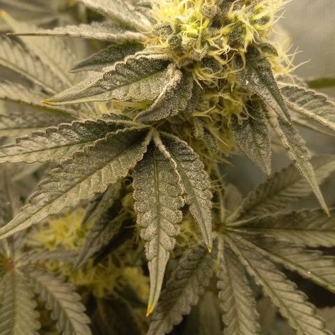 End Game #1 growlog timeline photo