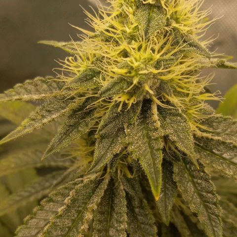End Game #2 growlog timeline photo