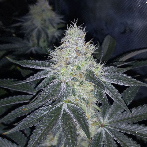 End Game #1 growlog timeline photo